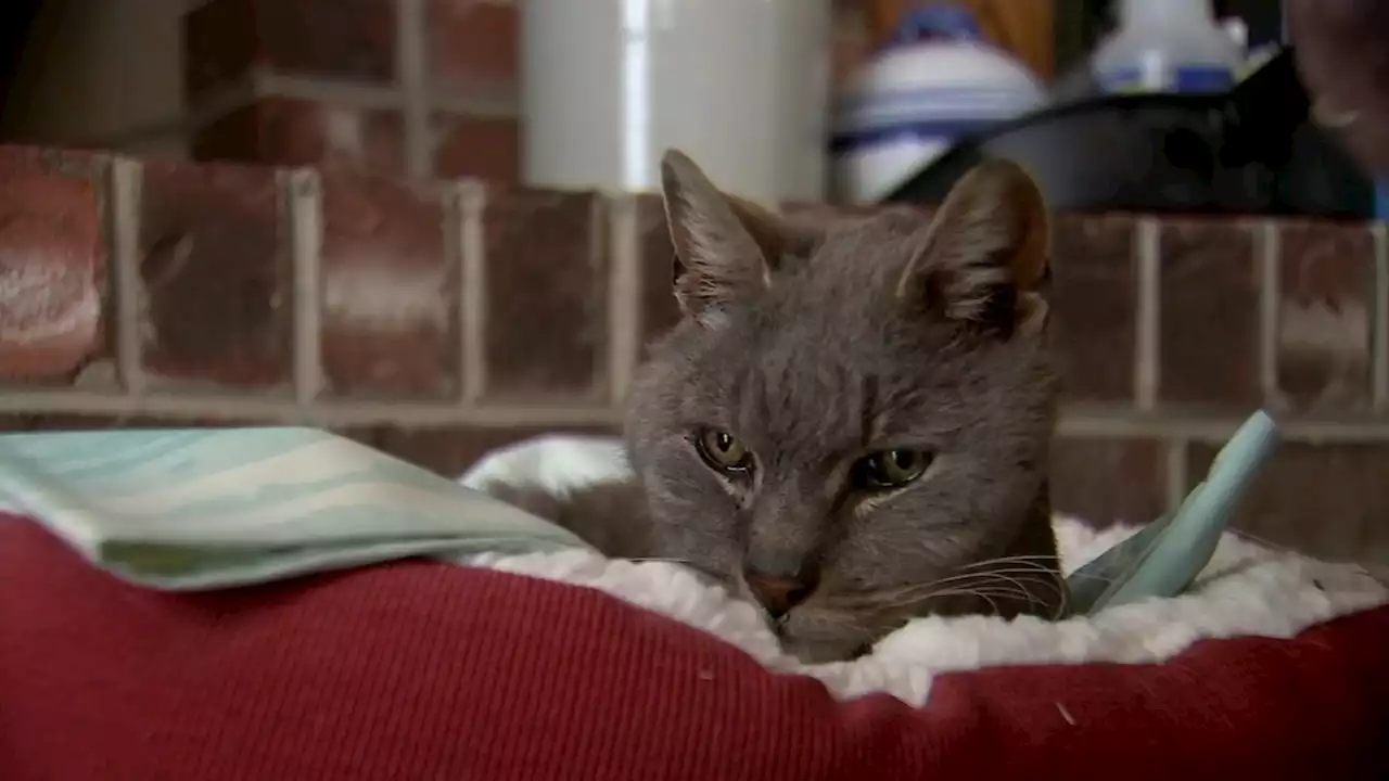 Cat reunited with owner after jumping from back of truck 16 years ago