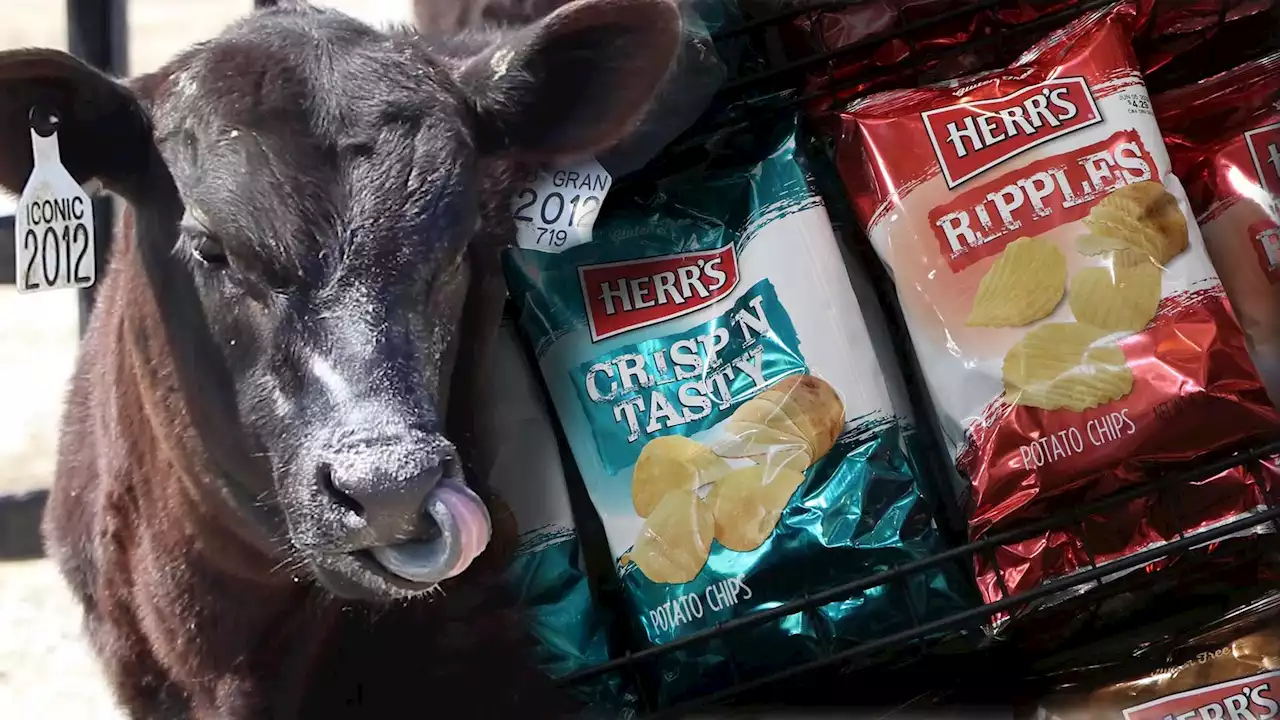 How Herr's feeds potato chips to cows to help the environment