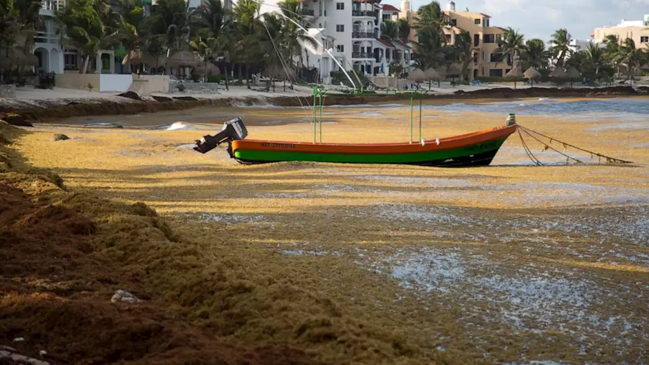 Mexico Caribbean beaches may see worst sargassum since 2018