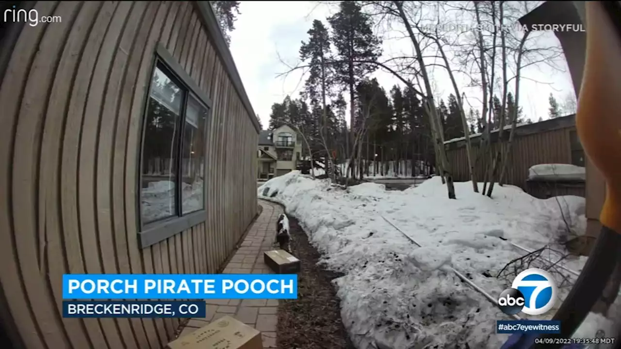 Doorbell camera captures 'porch pirate pooch' stealing package of dog food from Colorado home