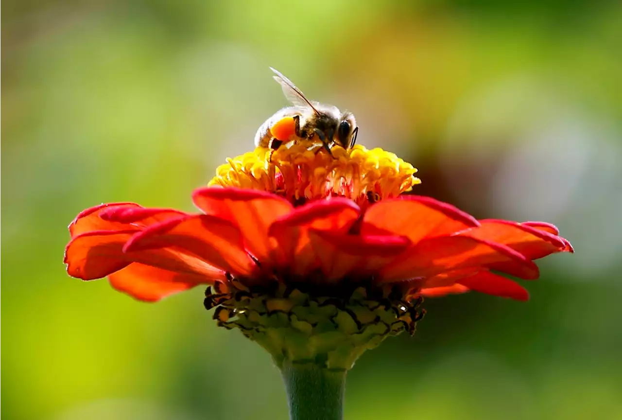 Millions of bees used in pollination die in airline shipping after flight re-routed