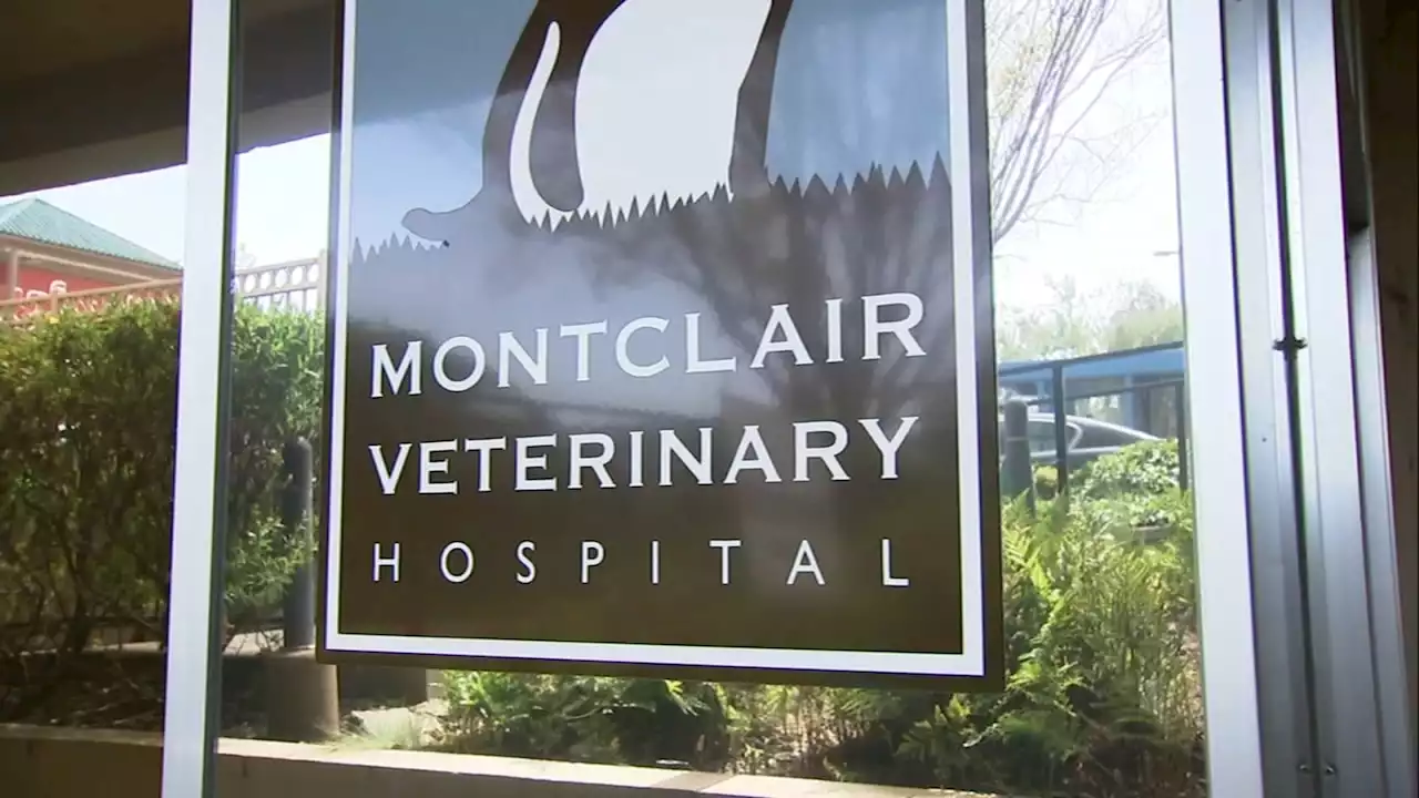 East Bay pet owners' requests for medical records go unanswered after vet hospital abruptly closes