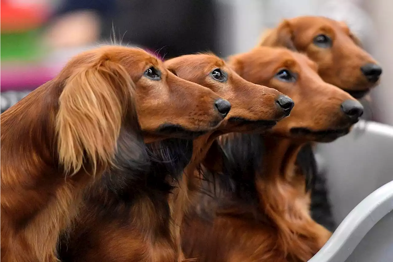 Your dog’s personality may have little to do with its breed