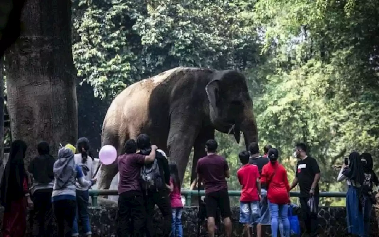 Mau Libur Lebaran ke Ragunan? Cek Harga Tiket dan Kapasitas Pengunjung | Jakarta Bisnis.com