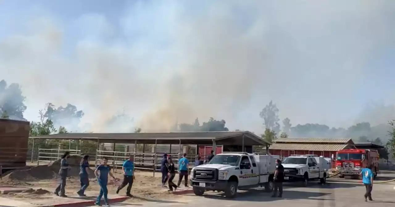 Dozens of animals relocated after vegetation near shelter catches fire in Jurupa Valley