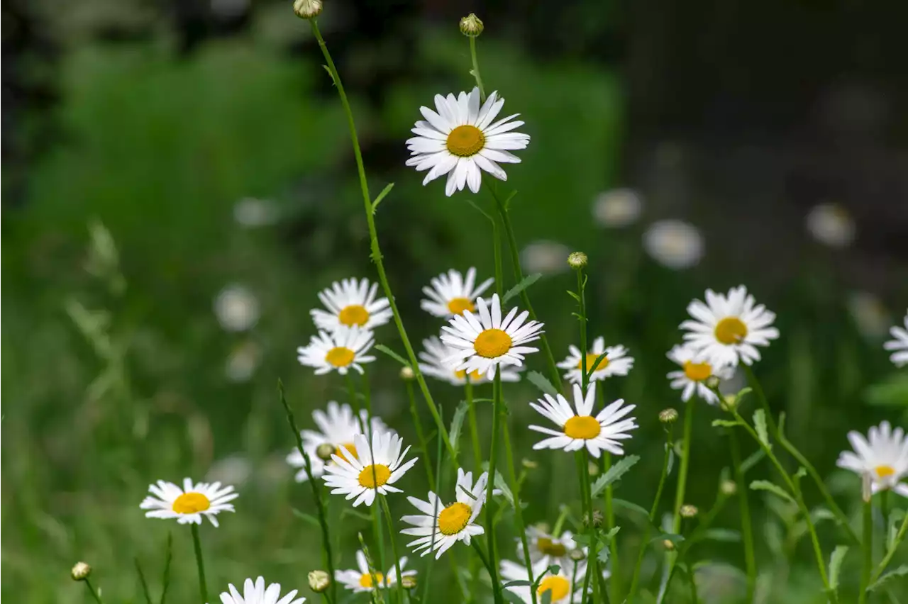 Mini Yard Meadows Give Bees a Boost