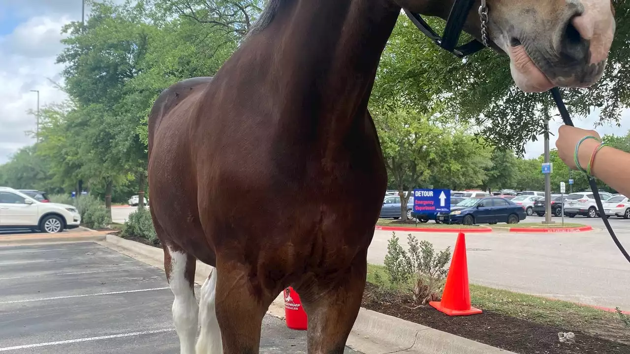 Clydesdale horses visit St. David's Round Rock Medical Center employees