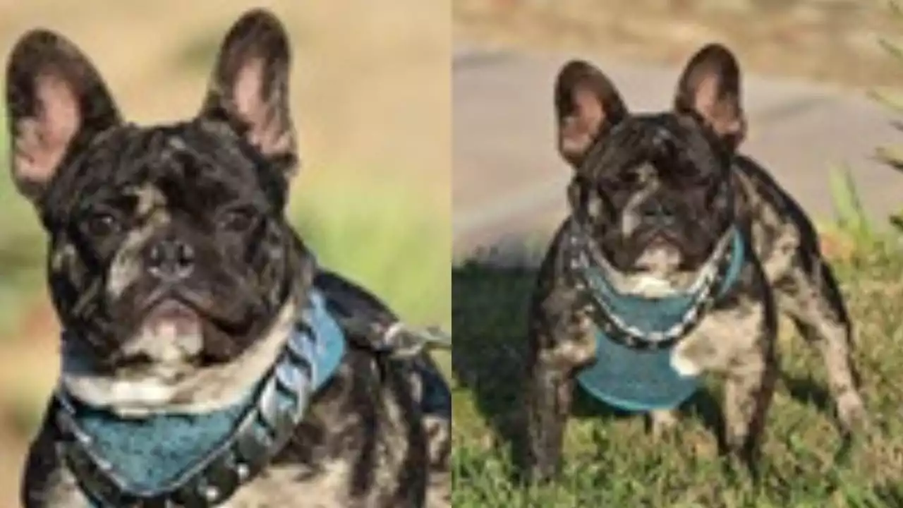 French bulldog allegedly stolen by suspect riding skateboard in Wilmington