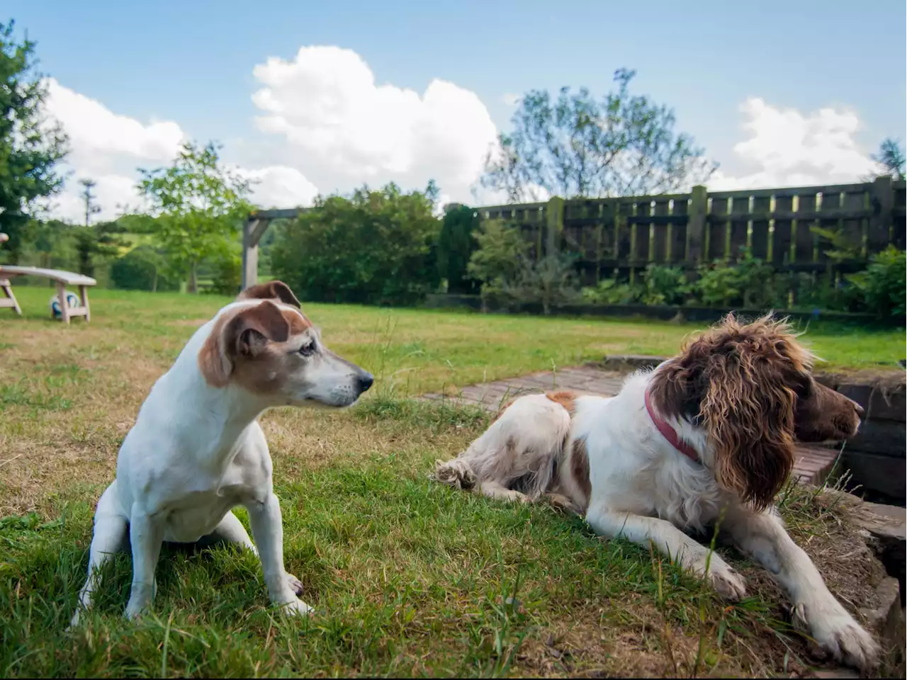 These are the longest and shortest-living dog breeds in the UK