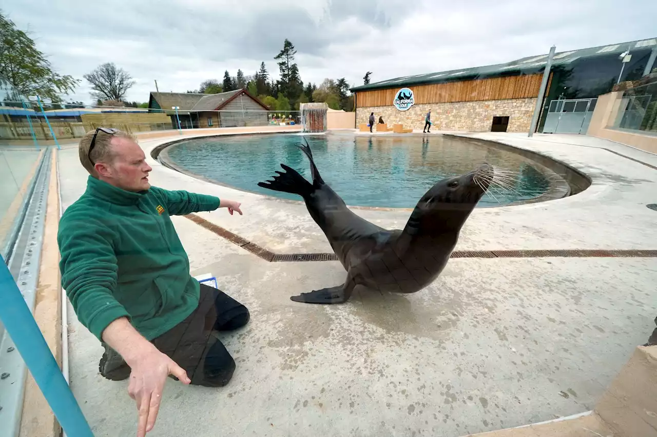 Safari park reveals upgrade to home for resident sea lions