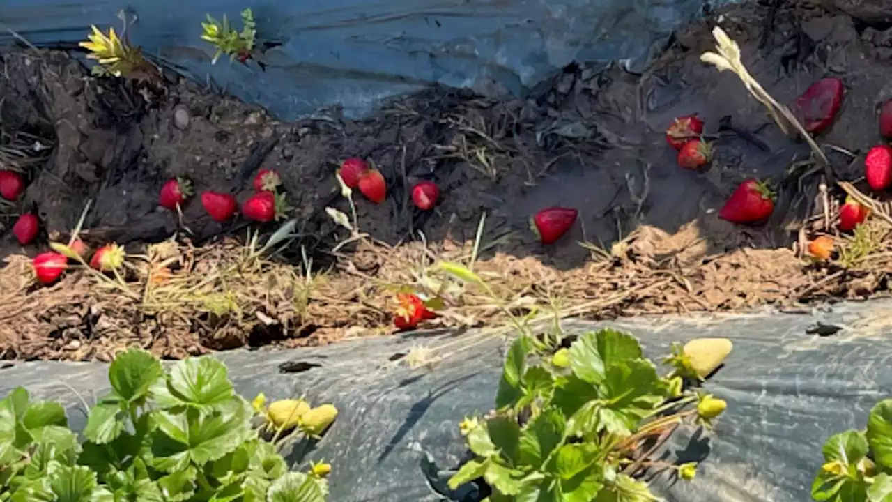 Farmers Devastated As Rainshowers Wipe Out Spring Strawberry Crop