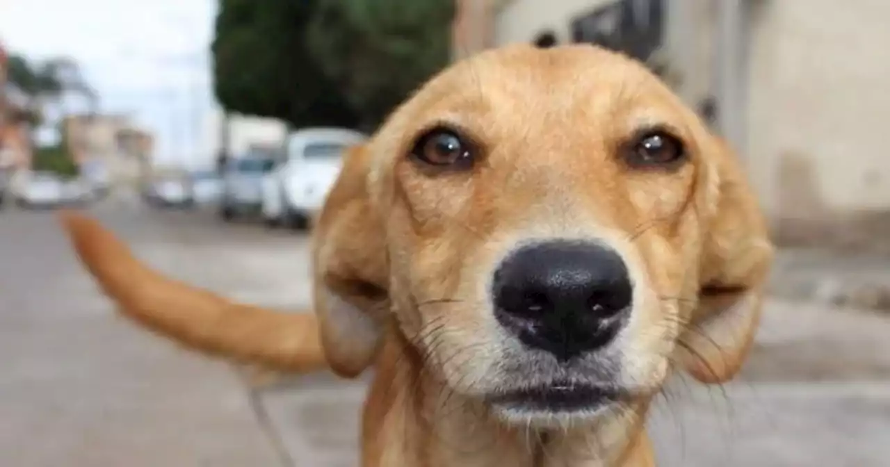 “Adopta un camperito”: lanzaron la primera plataforma de adopción de perros de la Argentina | Ciudadanos | La Voz del Interior