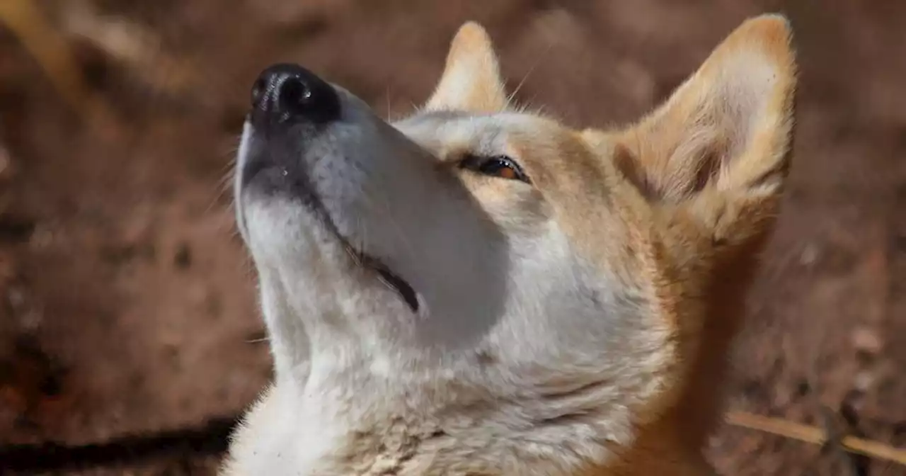 Les mystères du dingo, ce chien qui n’est pas tout à fait un chien