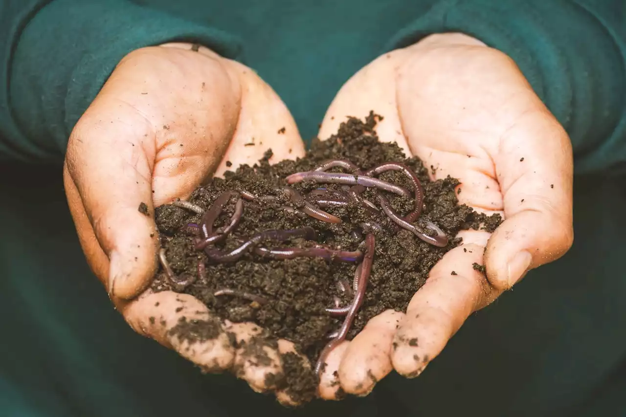 Worms help improve gardens — most of the time