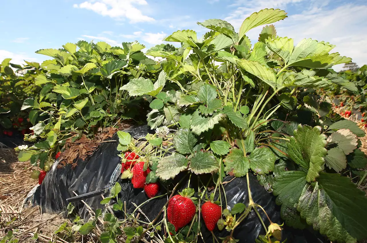 Heavy Rains Destroy 80% of Strawberry Season's First Crop