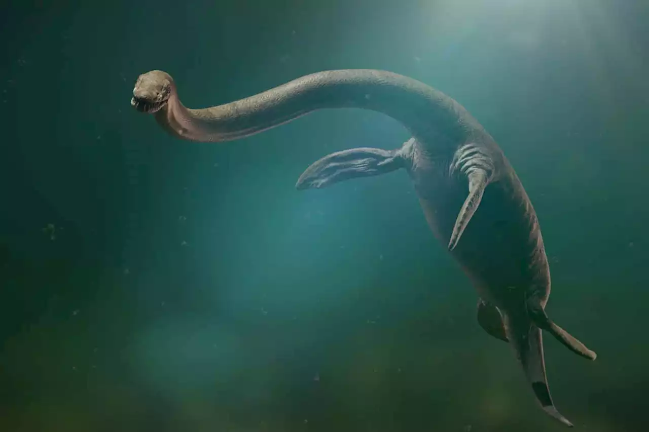 Plesiosaurs evolved awkward long necks thanks to their big bodies