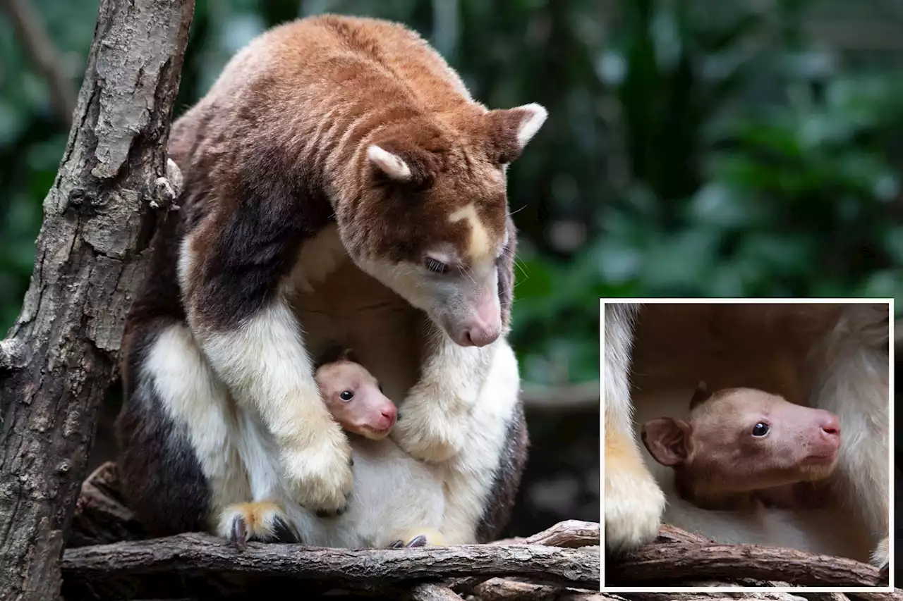 It’s a joey! Bronx Zoo announces birth of rare tree kangaroo