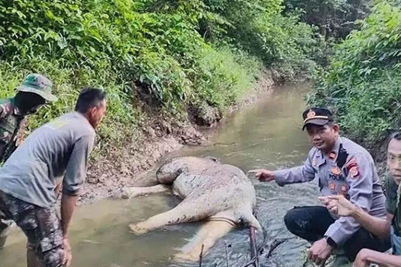 Gajah Jantan Mati di Sungai Aceh Timur, Polisi: Ada Bekas Jeratan di Kaki - Pikiran-Rakyat.com