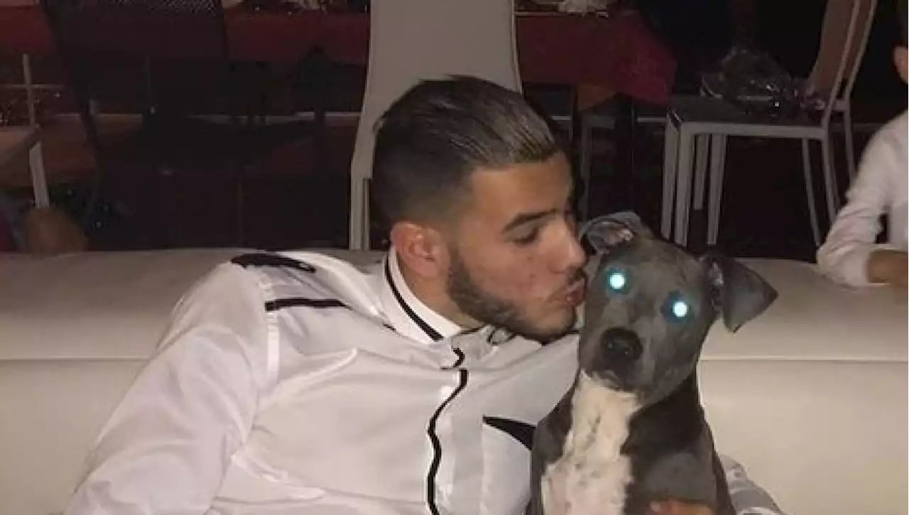 'Il pitbull di Theo Hernandez mi ha assalito': denuncia a Guanzate dopo il caso del pinscher ucciso un mese fa