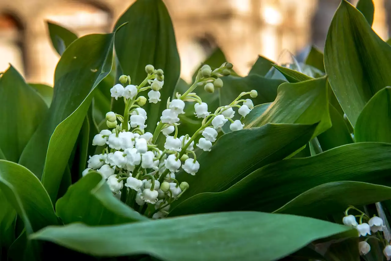 Cueillette ou vente de muguet : ce qui est autorisé et interdit le 1er mai