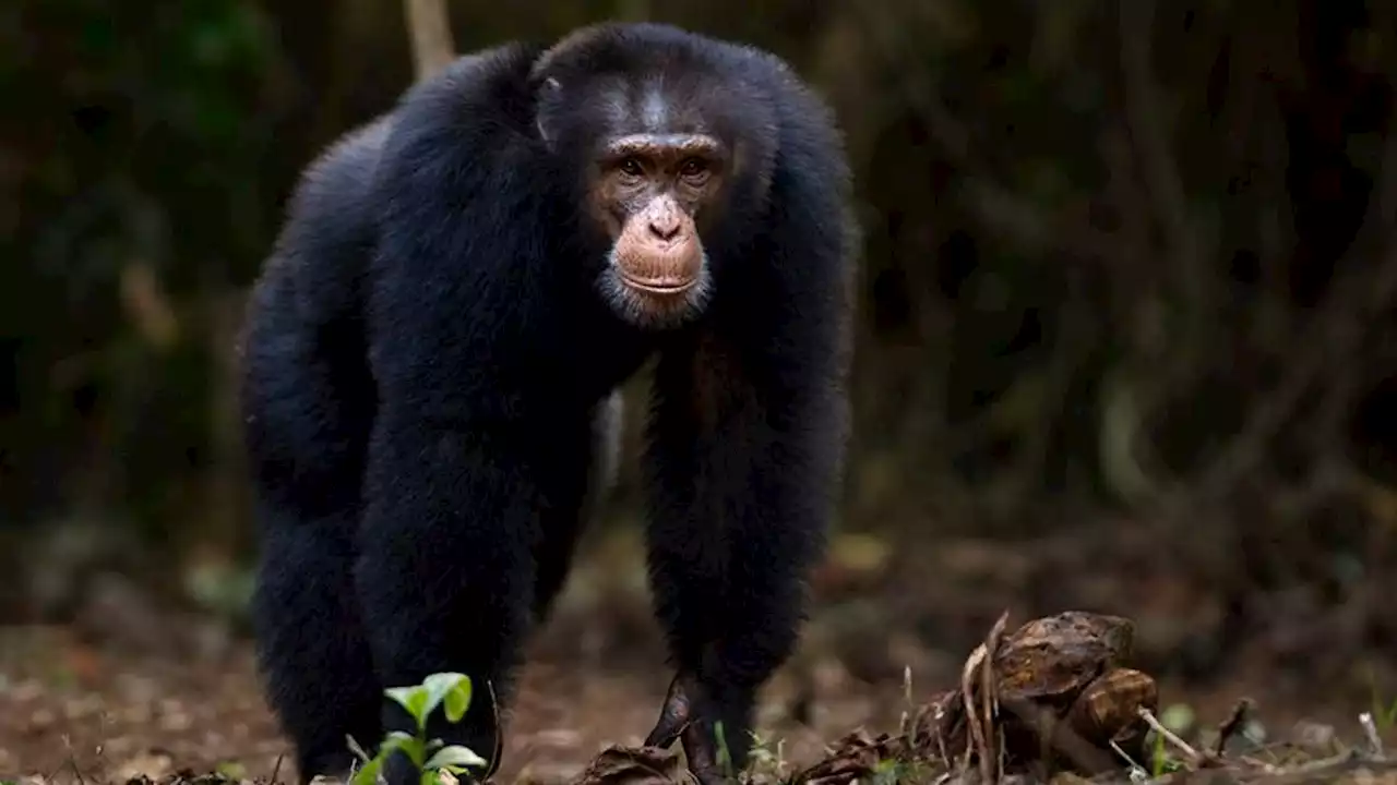 Study Finds Chimpanzees Only Other Animal Capable Of Keeping Lid On Friend’s Affair