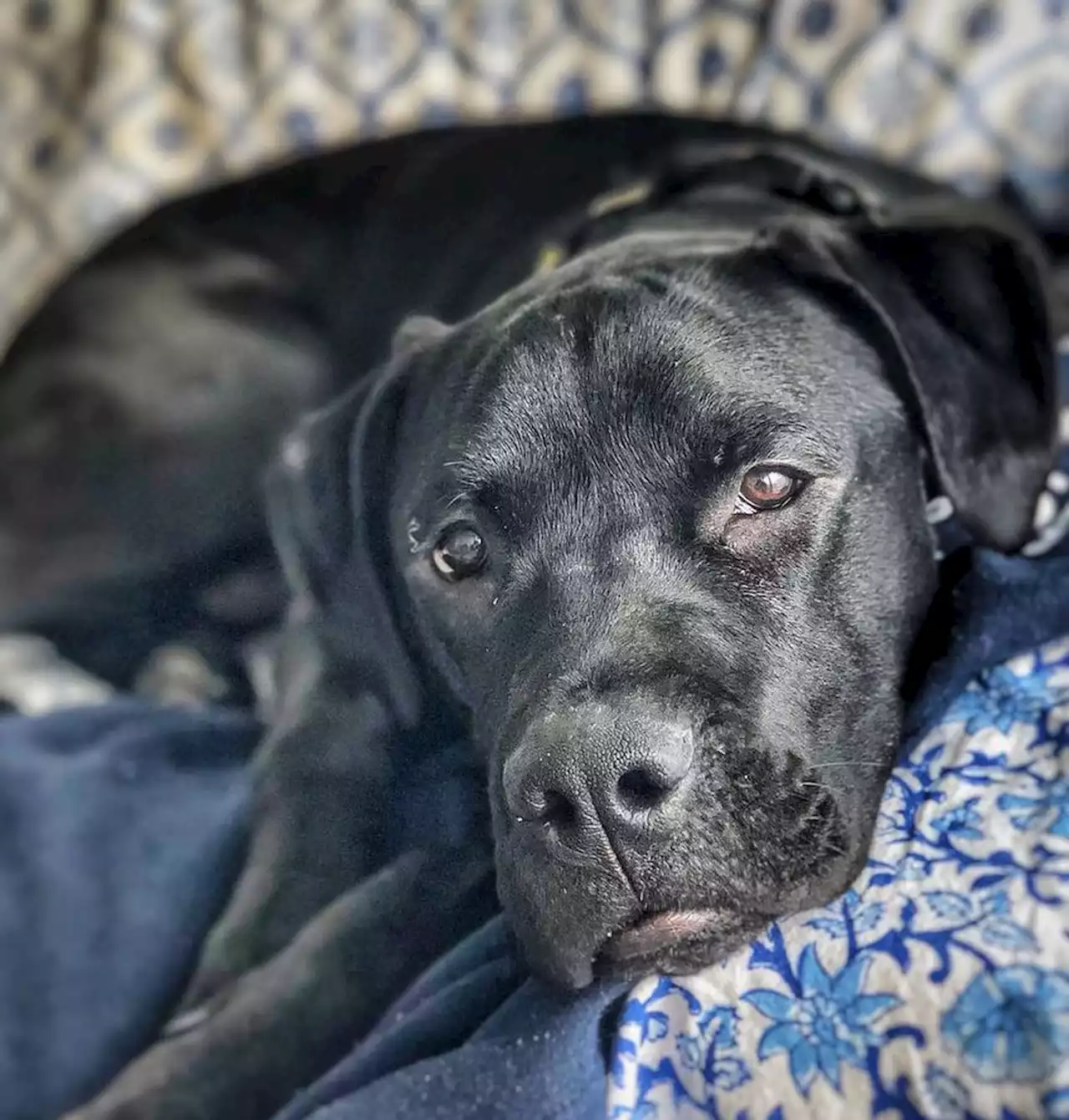 A Toronto charity claimed it was sending rescue dogs to the east coast for a ‘better chance at life.’ Here’s what really happened to one of the ‘difficult’ dogs they sent away