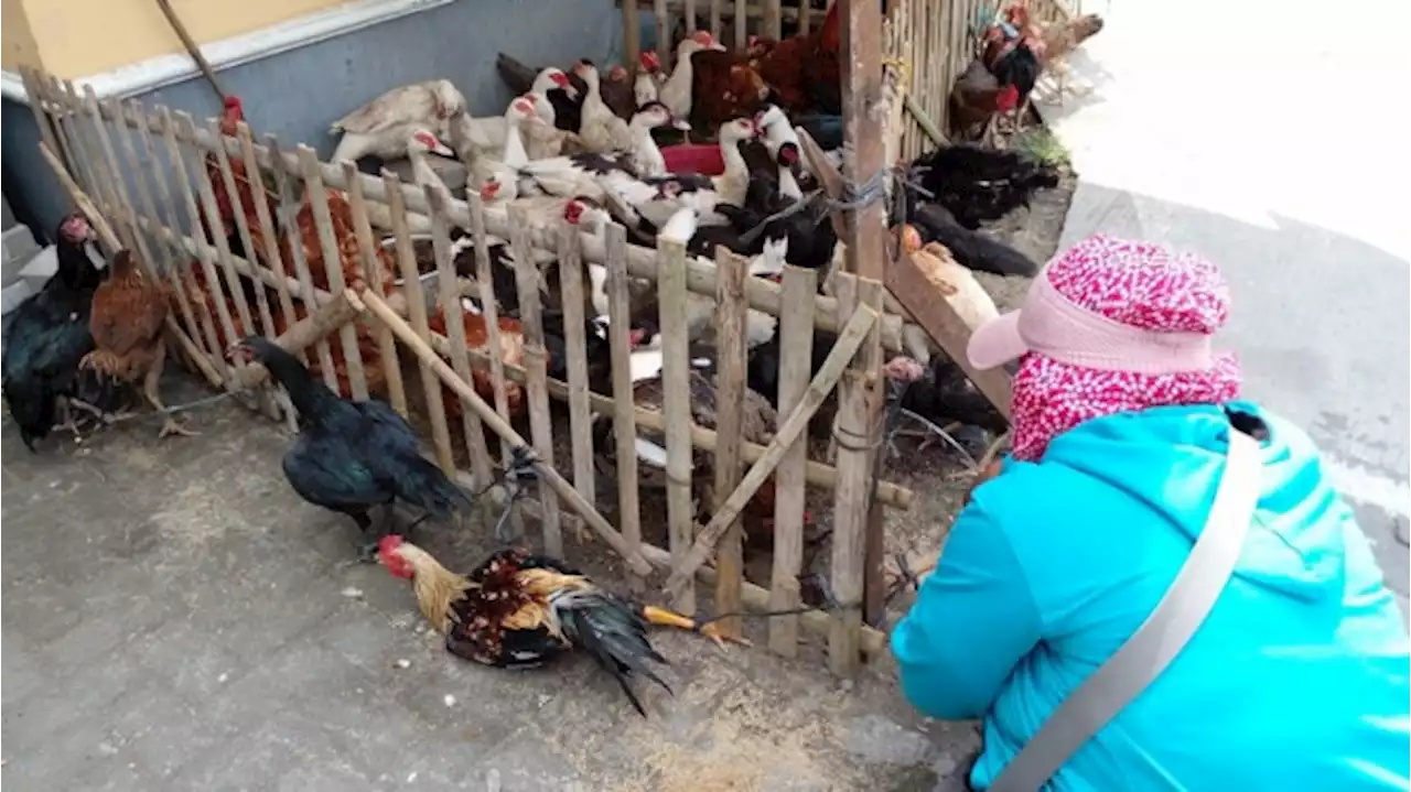 Jelang Lebaran, Harga Ayam Kampung Jago Tembus 200 Ribu per Ekor