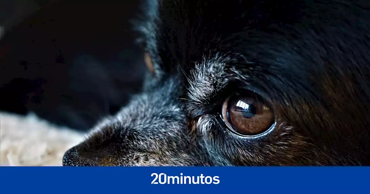 ¿Puede mi perro tener glaucoma? Cómo detectarlo a tiempo y cómo tratarlo