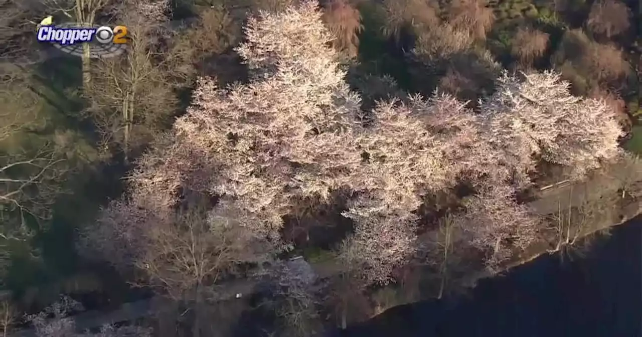 Cherry blossoms in full bloom ahead of Newark's 'Bloomfest' this weekend