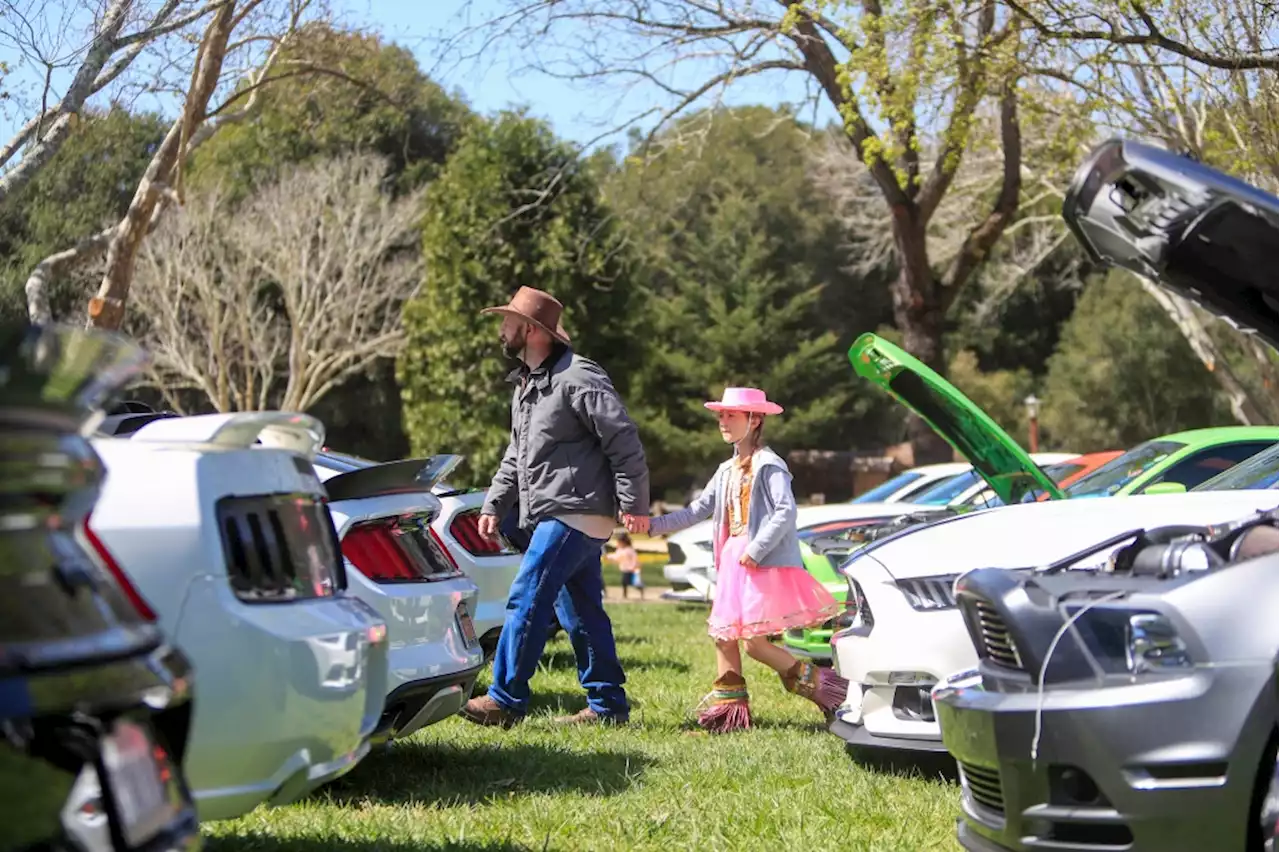 Photos: How can you not af-Ford to look at these Mustangs?