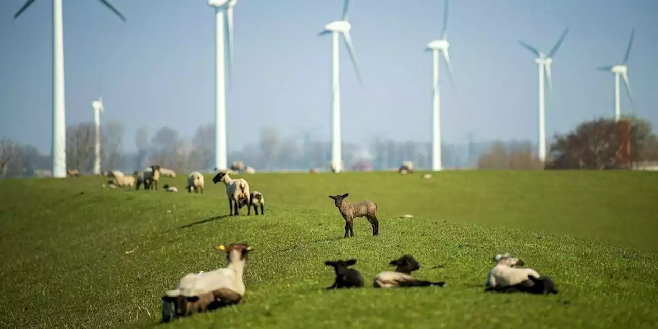 Eckpunkte für Windkraftausbau: Vögel schützen, Rotoren bauen