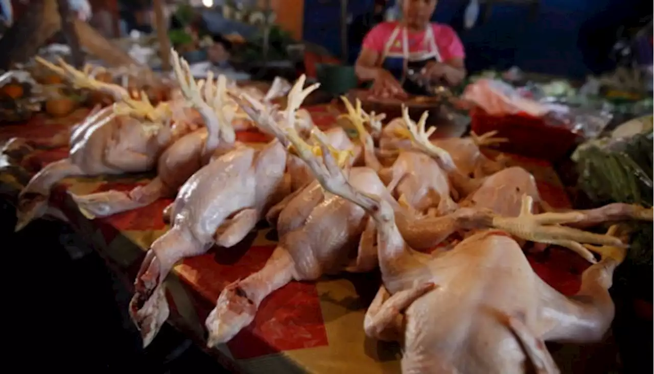 Awal Ramadan, Harga Ayam dan Telur di Jember Naik