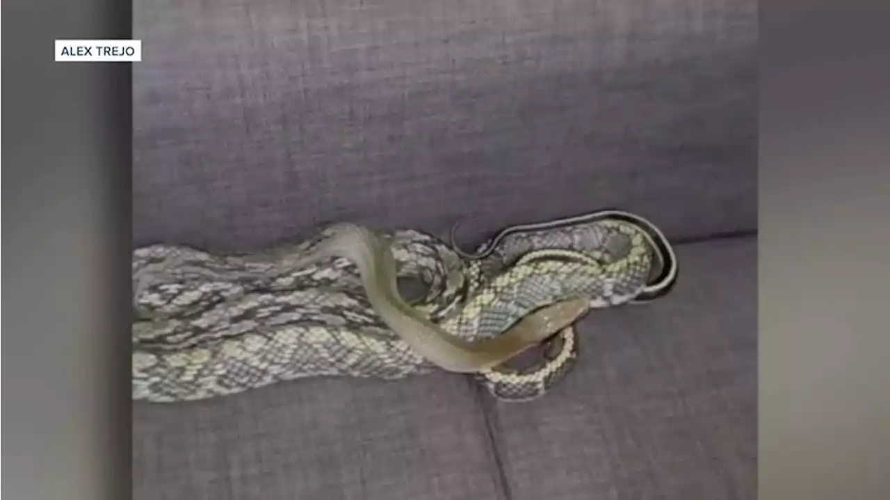 VIDEO: Man finds 7-foot-long snake in his couch