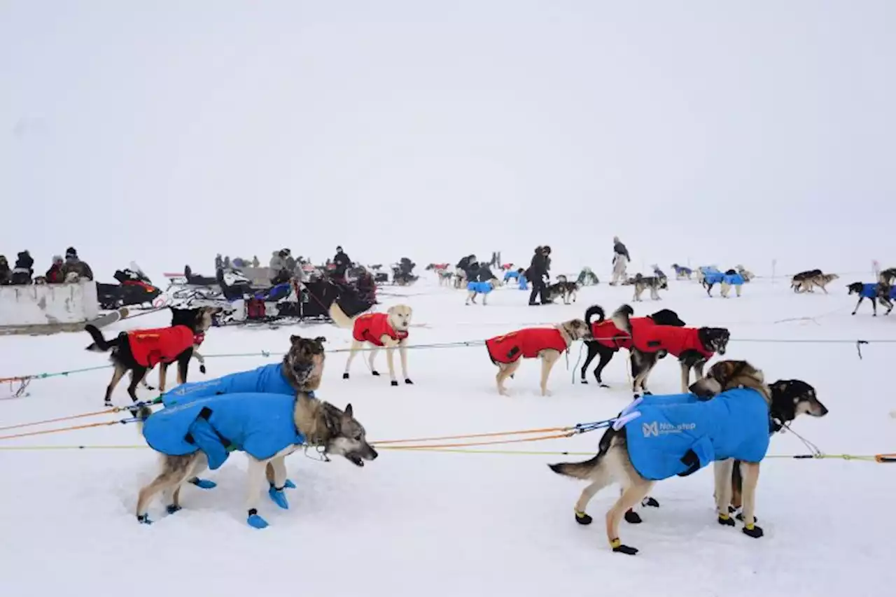 2022 Kobuk 440 features mix of Northwest Arctic mushers and top Iditarod finishers - Alaska Public Media