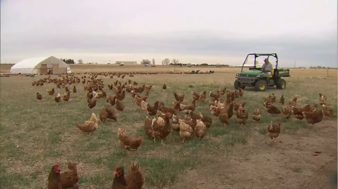 Some Colorado Farmers Watching Bird Flu Closely