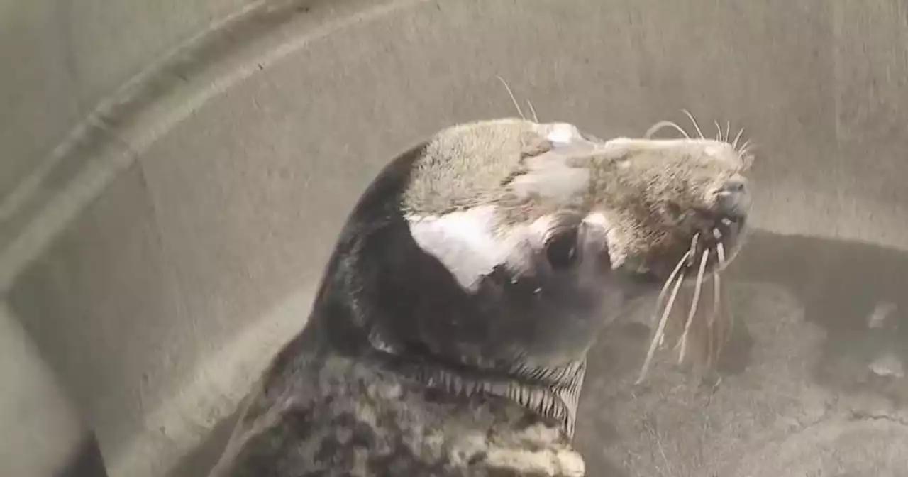 Seal found in Riverhead's traffic circle recovering at Long Island Aquarium's rescue center