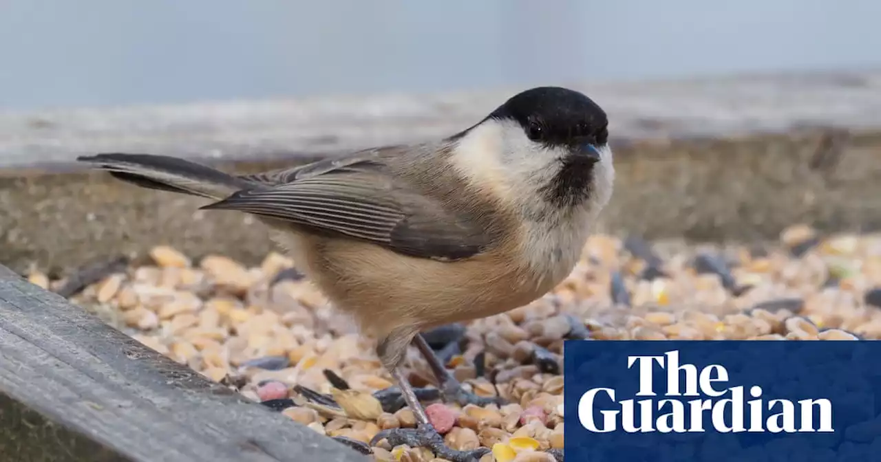 Country diary: Willow tits are here, but good luck with seeing one