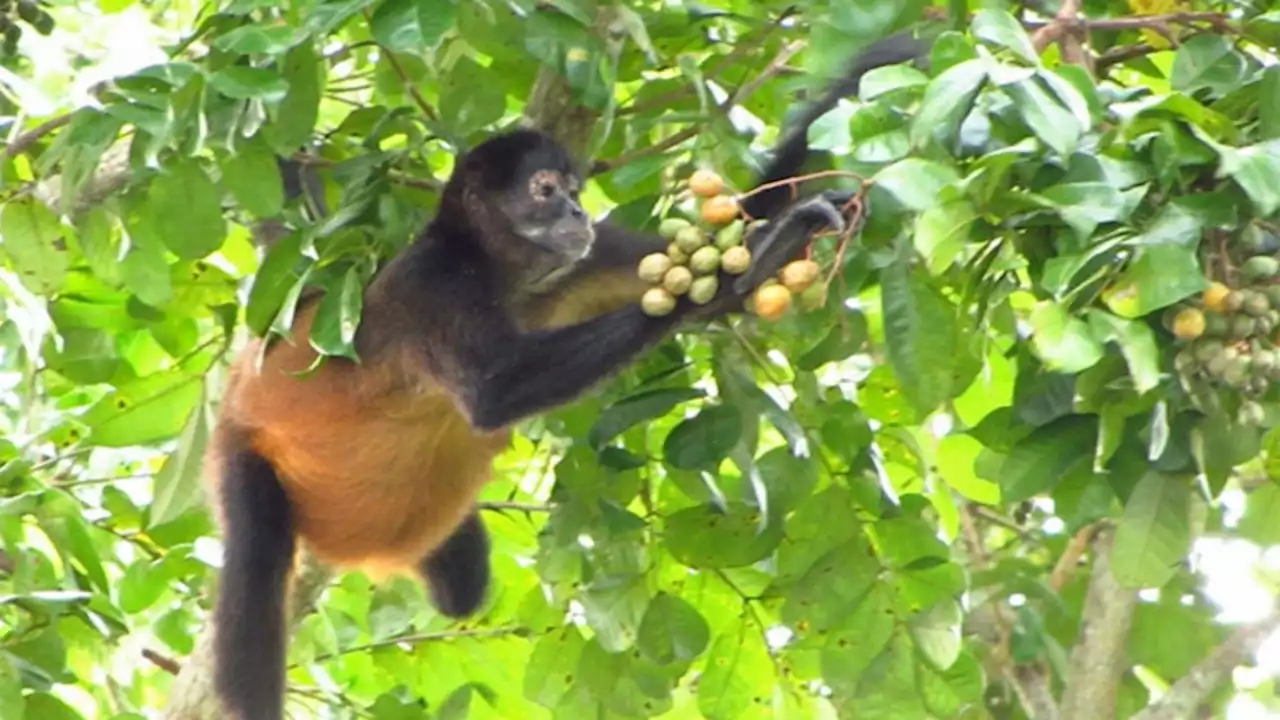 Monkeys' love for boozy fruit may explain why humans enjoy alcohol