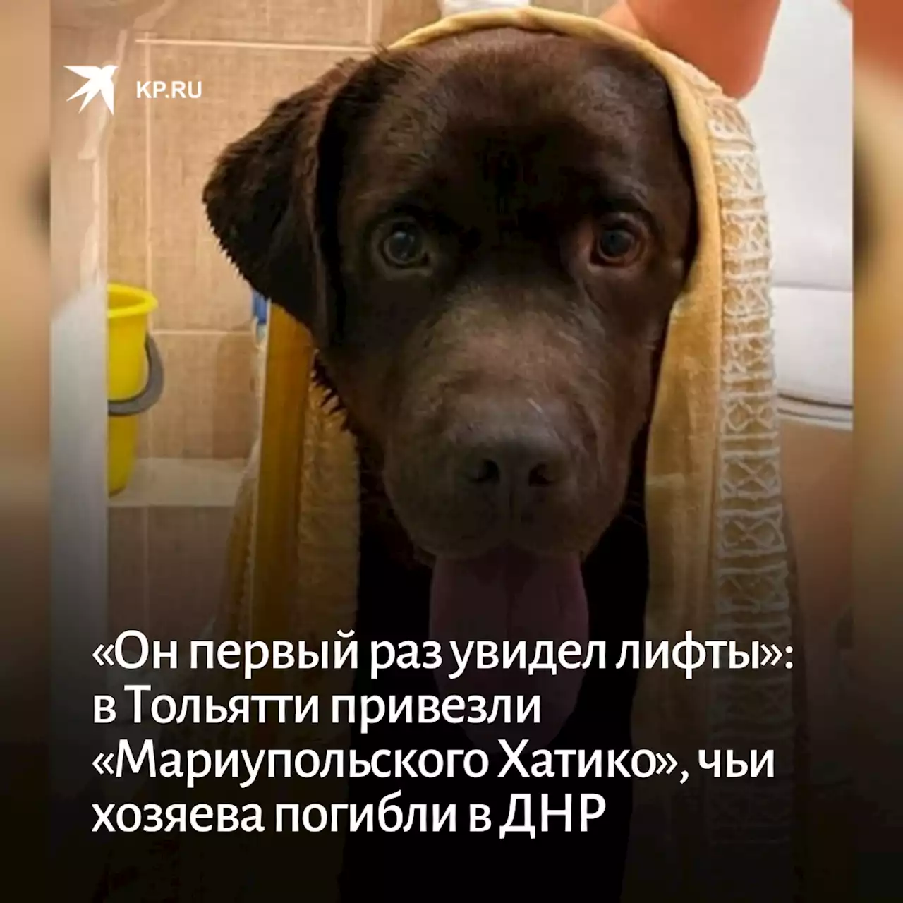 «Он первый раз в жизни увидел лифты»: в семью из Тольятти привезли «Мариупольского Хатико», чьи хозяева погибли в ДНР