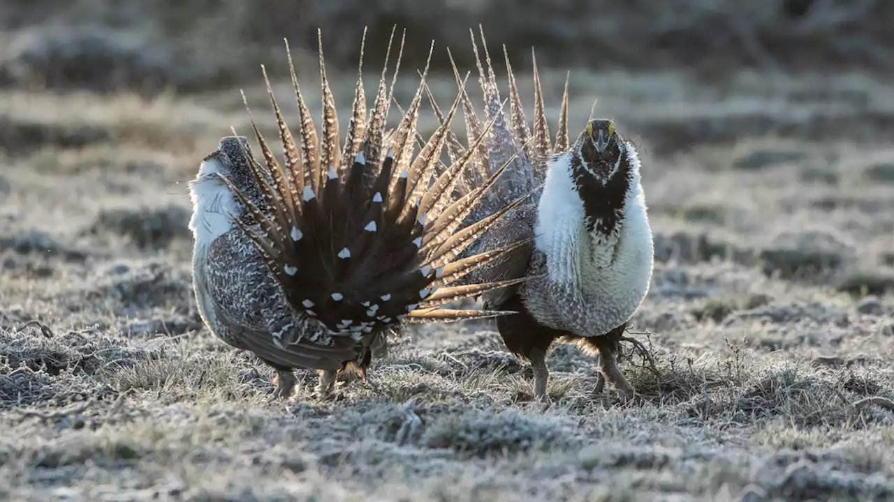 Greater sage grouse