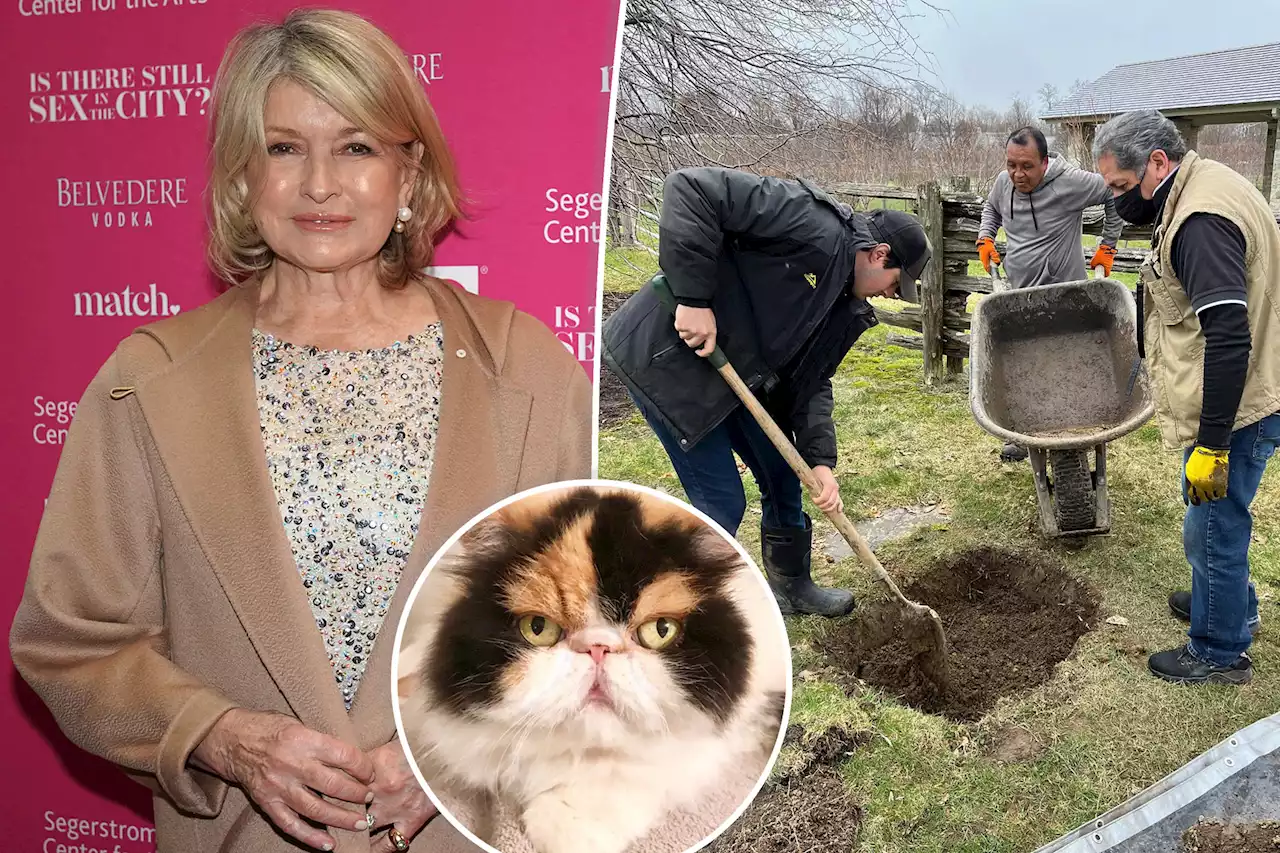 Martha Stewart’s four dogs mistakenly kill her ‘defenseless’ cat