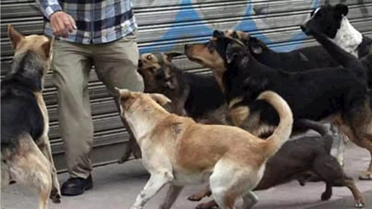 San Juan: una decena de perros atacó y mató a un empleado de una planta ambiental