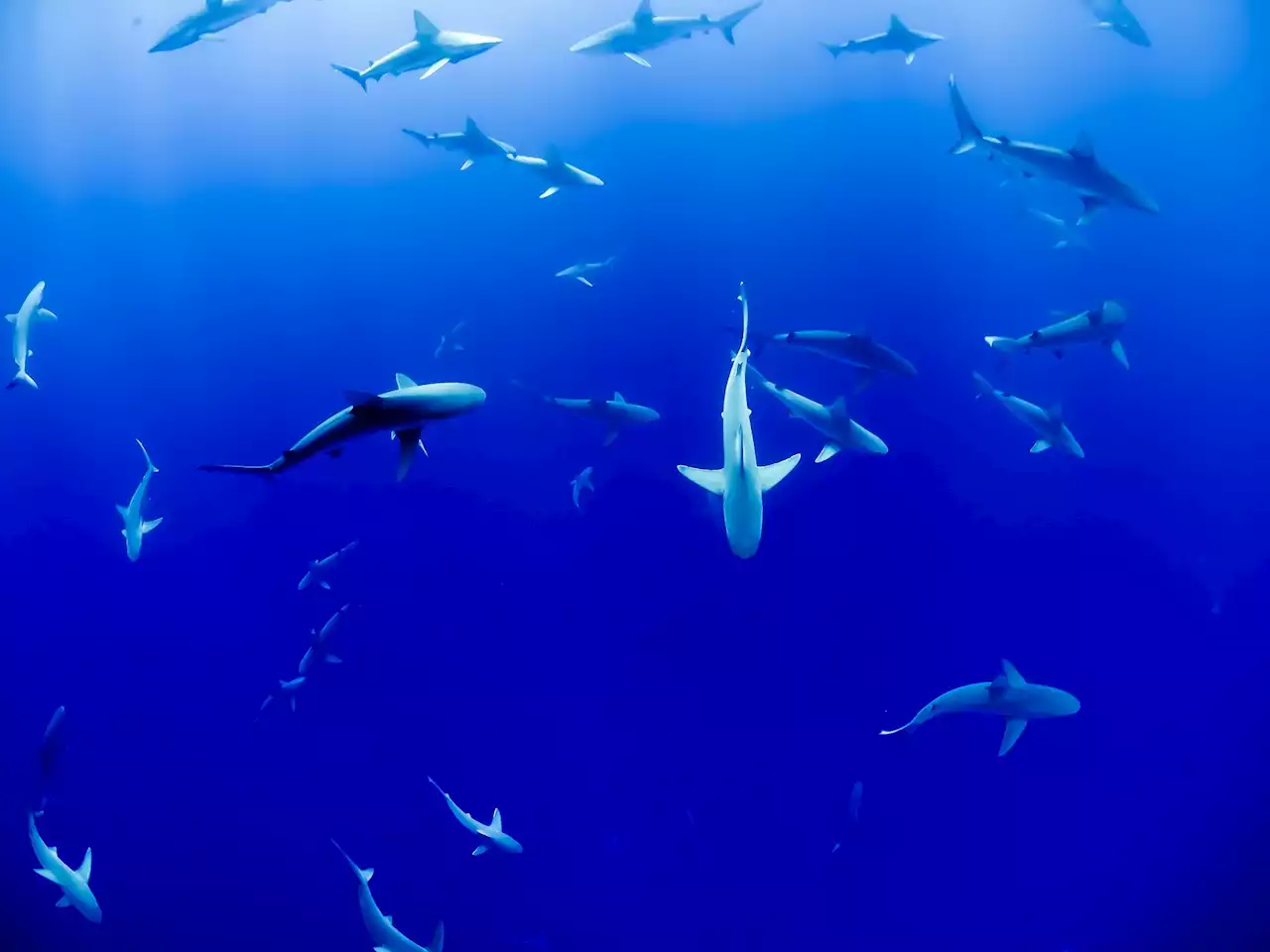 How to track a shark: New research reveals where, why and how sharks and game fish overlap