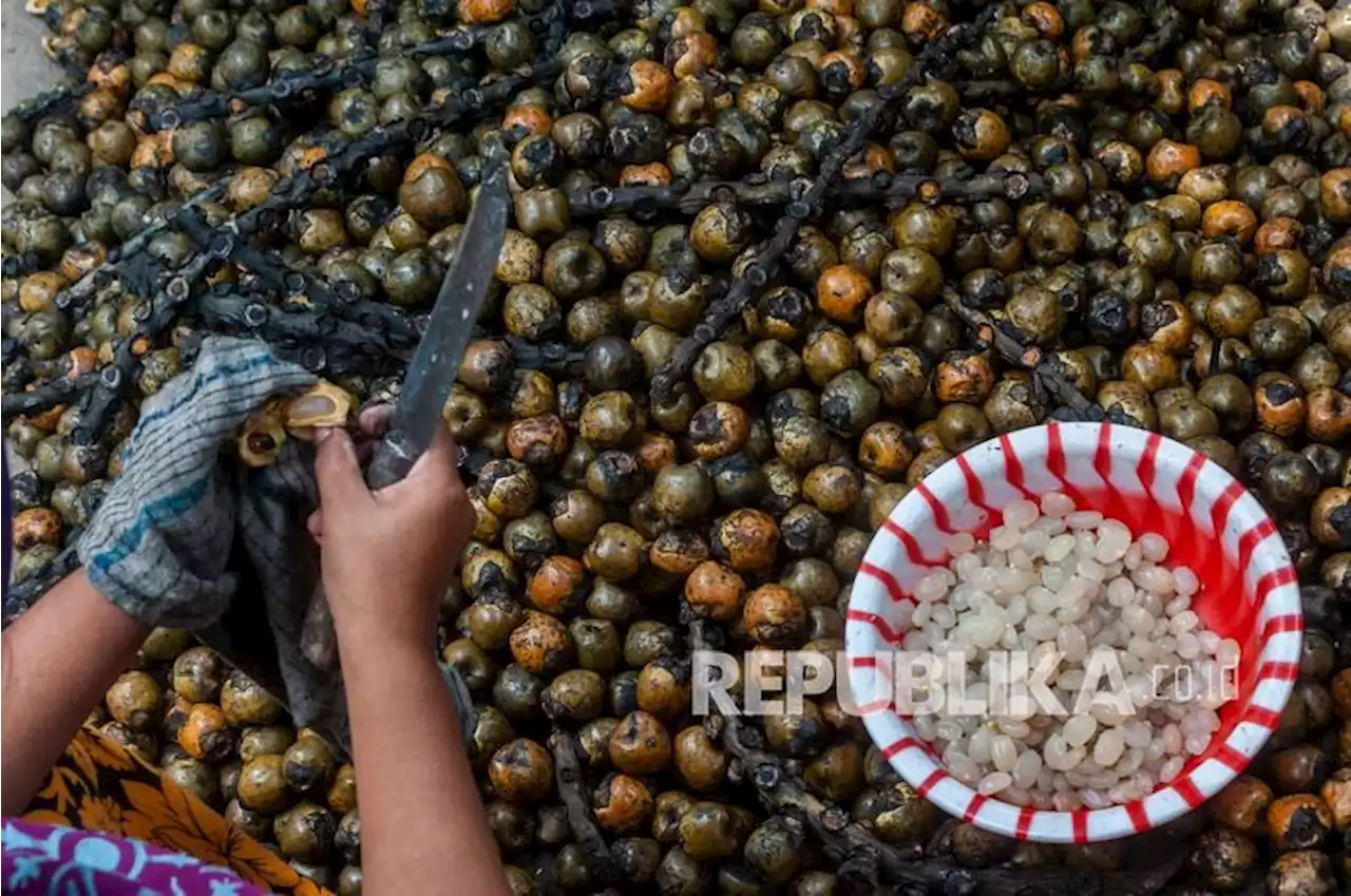 Perajin Kolang-Kaling Diminta Jaga Kualitas Untuk Ekspor |Republika Online