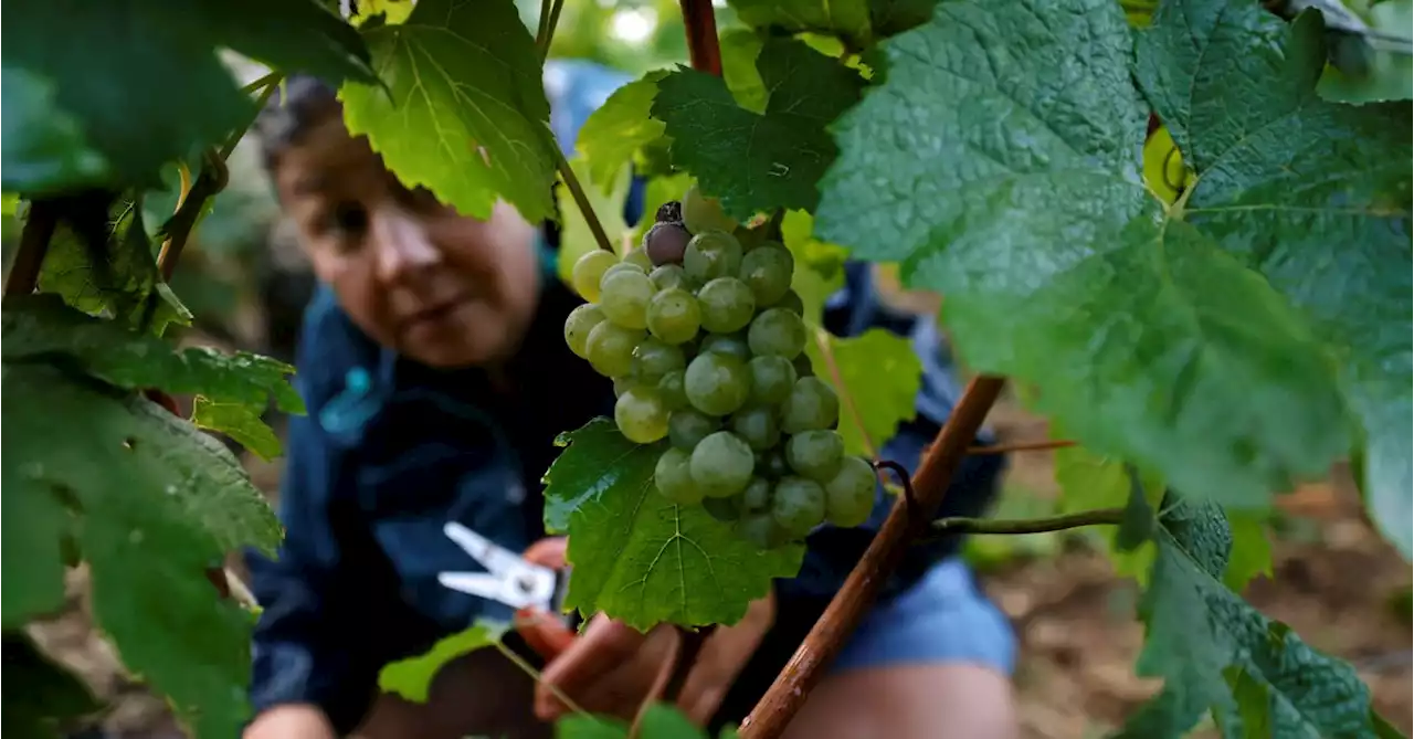 Record cold night gives fruit and wine growers no respite