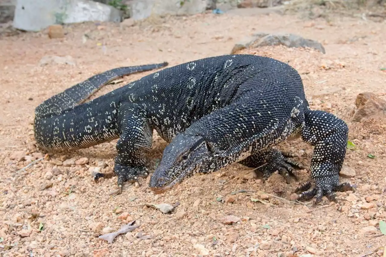 Viral Video Biawak Masuk Rumah, Ini 8 Fakta tentang si Komodo Mini