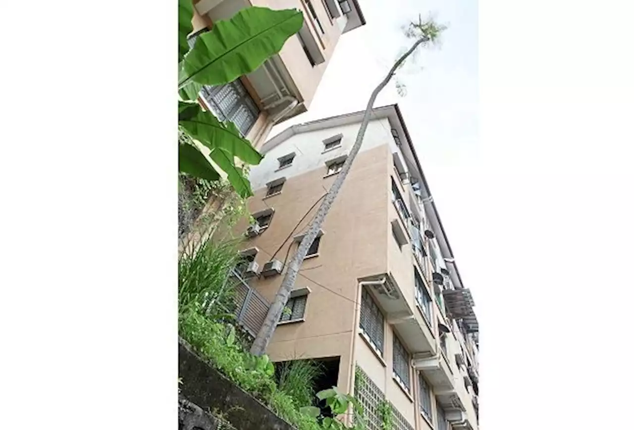 Fell tall tree on the verge of collapse, DBKL urged