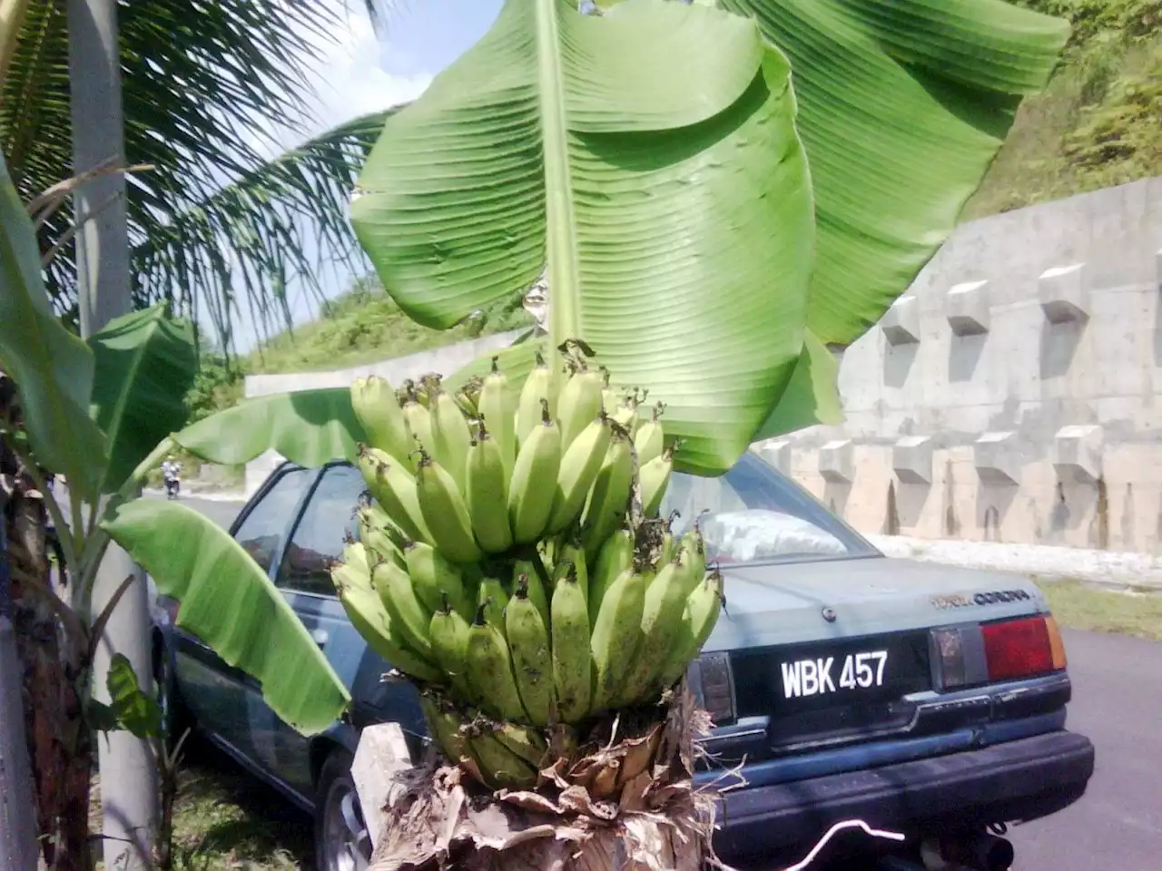 QuickCheck: Do bananas grow on trees?
