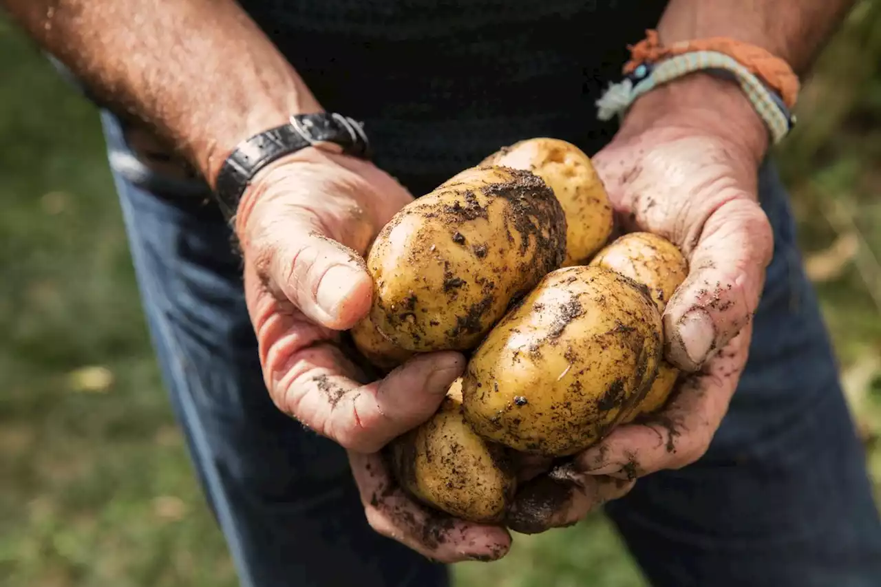 Colombia quitó aranceles para importación de 39 insumos agropecuarios para reducir costos de producción