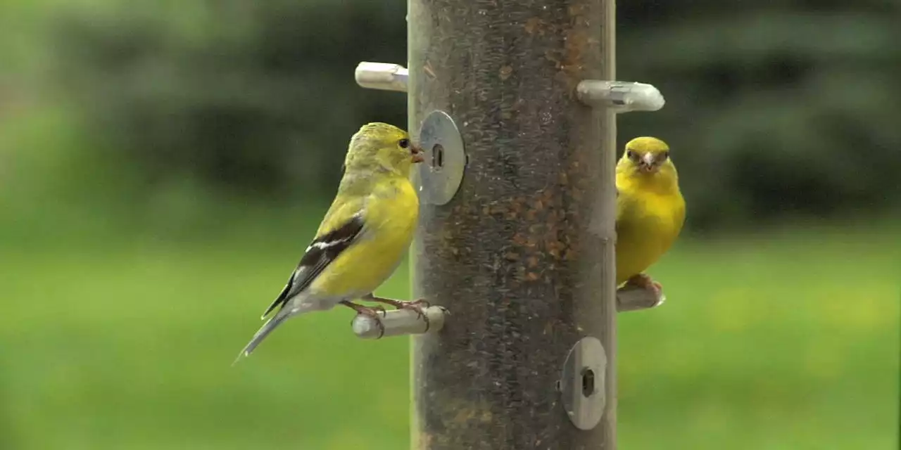 Don’t Let Your Bird Feeder Harm the Birds (and You)